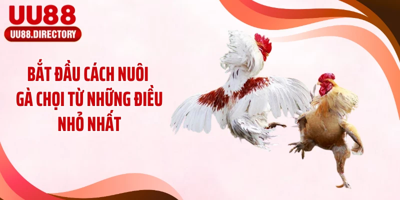 Bắt đầu cách nuôi gà chọi từ những điều nhỏ nhất