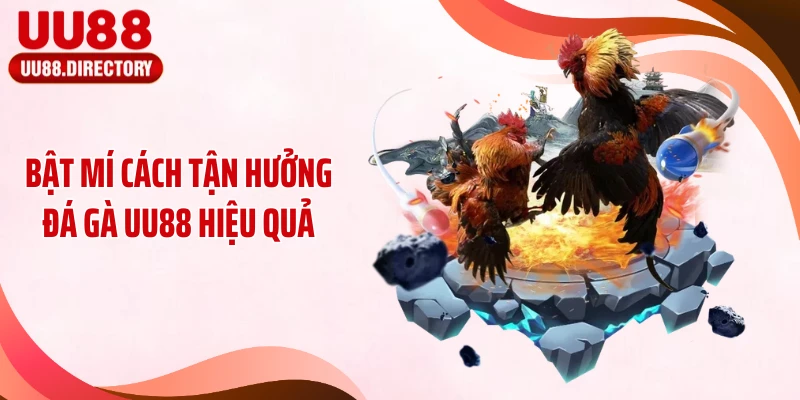Bật mí cách tận hưởng đá gà UU88 hiệu quả