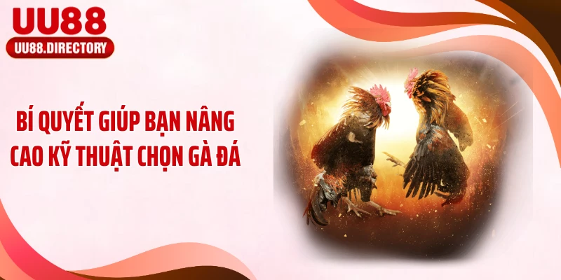 Bí quyết giúp bạn nâng cao kỹ thuật chọn gà đá
