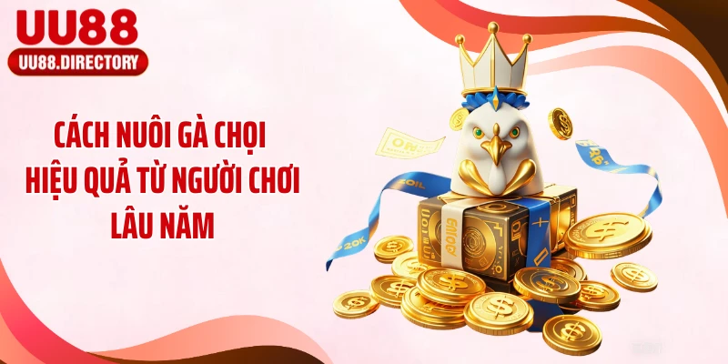 Cách Nuôi Gà Chọi Hiệu Quả Từ Người Chơi Lâu Năm