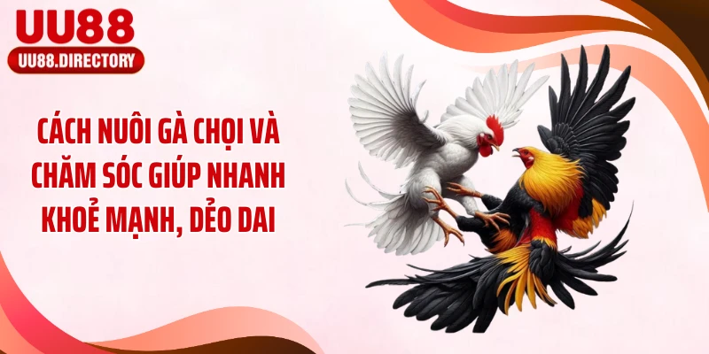 Cách nuôi gà chọi và chăm sóc giúp nhanh khoẻ mạnh, dẻo dai
