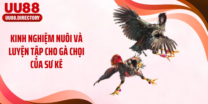 Kinh nghiệm nuôi và luyện tập cho gà chọi của sư kê